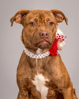 Foster Pumpkin-4670