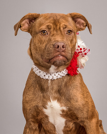 Foster Pumpkin-4670