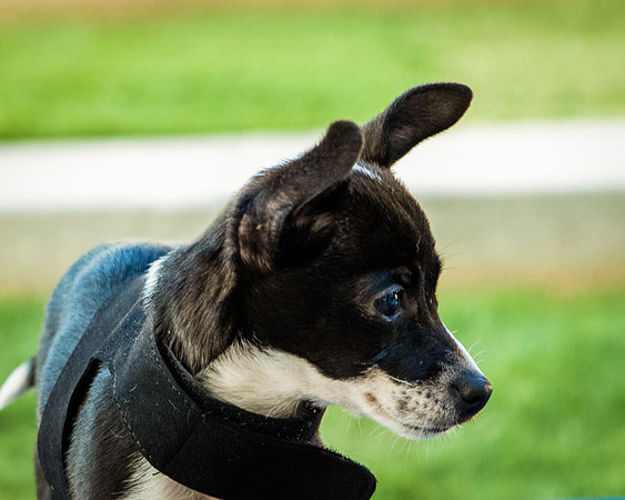 Foster Laila-9797