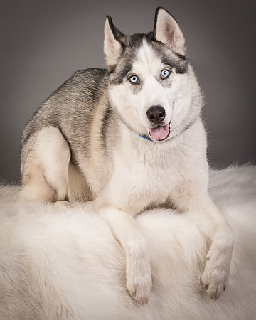 Foster Aspen-7596