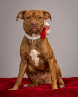 Foster Pumpkin-4671