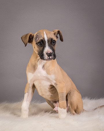 Foster Barnabas-4574