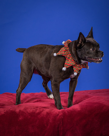 Slattery-Bella-0084