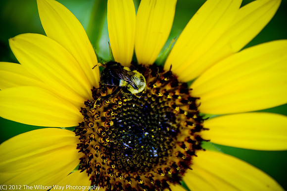 sunflowers-9256