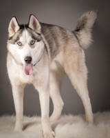 Foster Aspen-7606