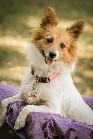 Foster Brandi-3212