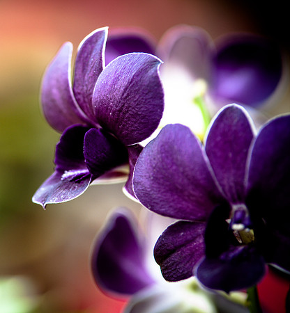 flowers-9163