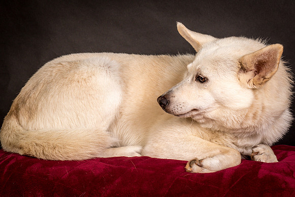 Foster Apache-0532