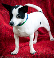 Foster Alfred-3740