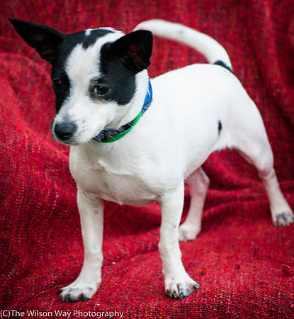 Foster Alfred-3740