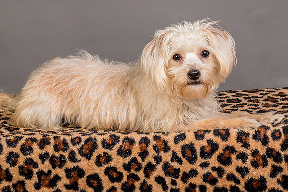 Foster Henrietta-8583