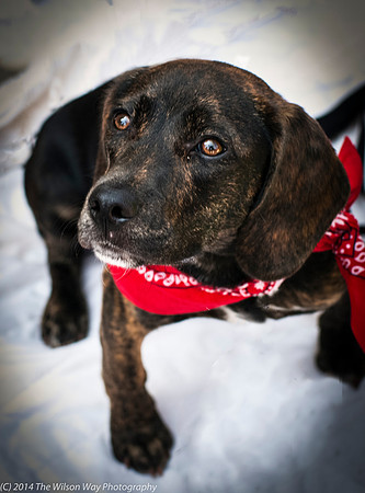 Foster Boscoe-9544