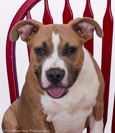 Foster Tycho-9285