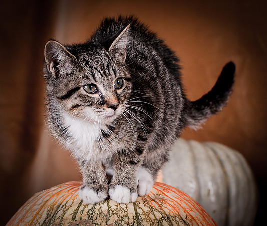 Cats-5855