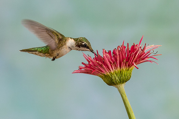 Humming birds-8581