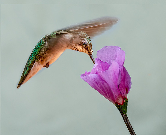 Hummingbird-