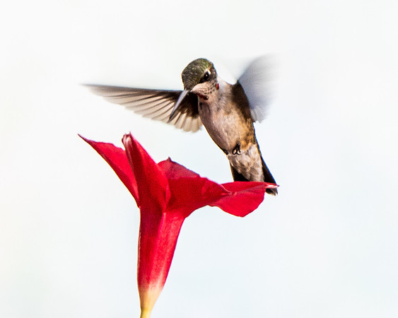 Hummingbird-8249
