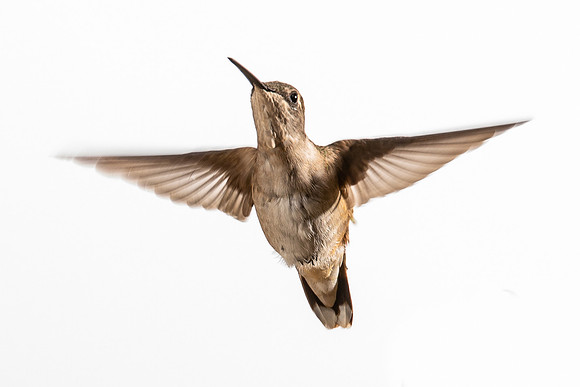 Hummingbird-8853