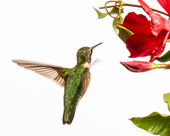 Hummingbird-8868