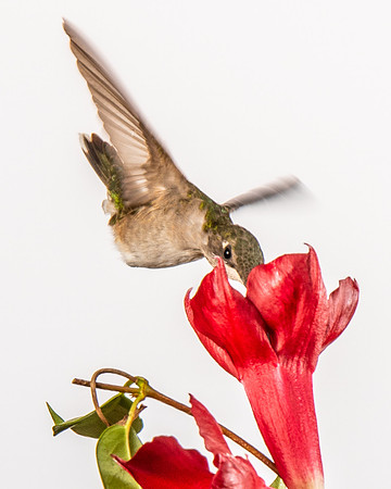 Hummingbird-8897