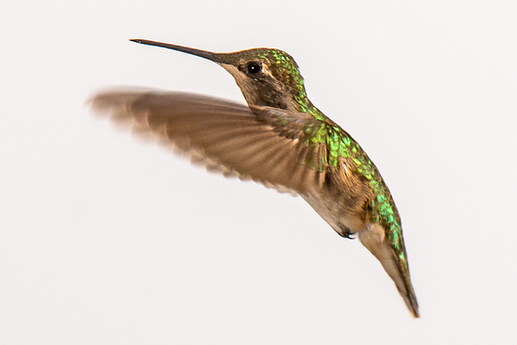 Hummingbird-8930