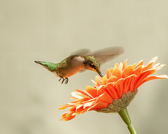 Hummingbird-9145