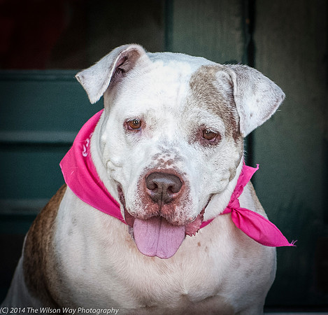 Foster Snickers-9296-2