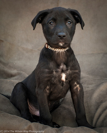 Foster Pokey-2423