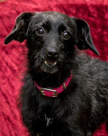 Foster Noche-0738