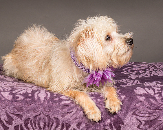 Foster Henrietta-8527