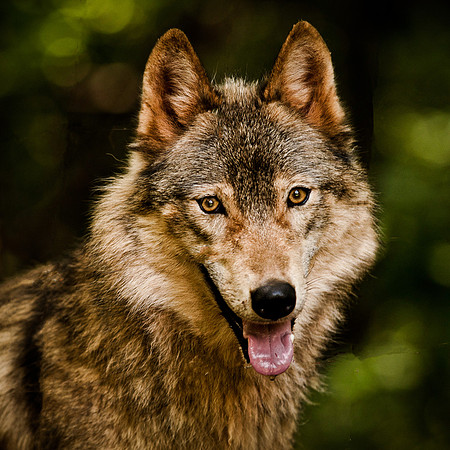 wolf2-8976