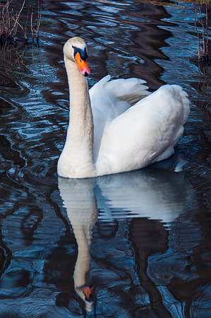 swan lake2-5468