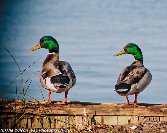 Birds-8645