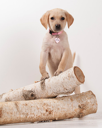 Foster Dogs-19
