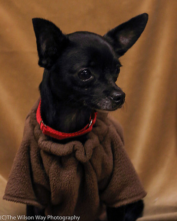 Foster Twiggy-1154