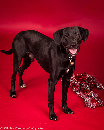 Charley-6203