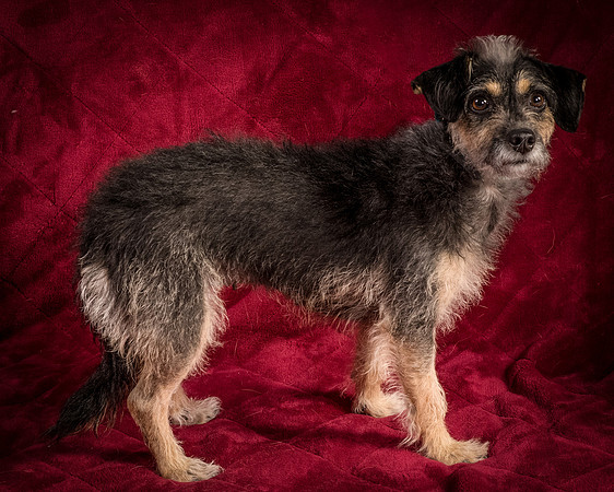 Foster Triscuit-5533
