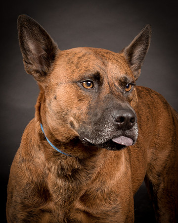 Foster Beans-2236