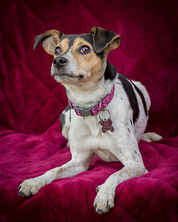 Foster Buffy-5544