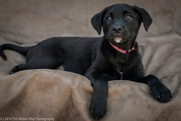 Foster Gumby-2406