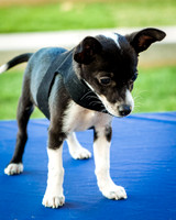 Foster Laila-9790