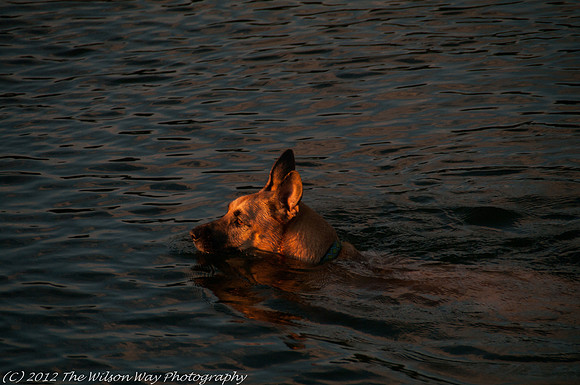 Roxy dashing through the water-0975