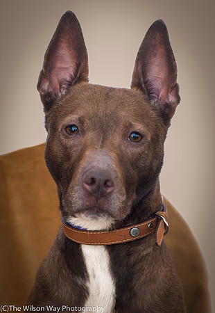 Foster Twix-8886