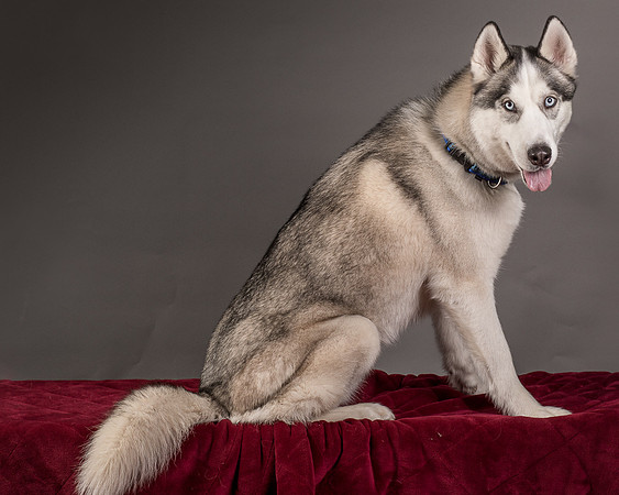 Foster Aspen-7671