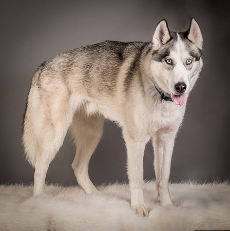 Foster Aspen-7637