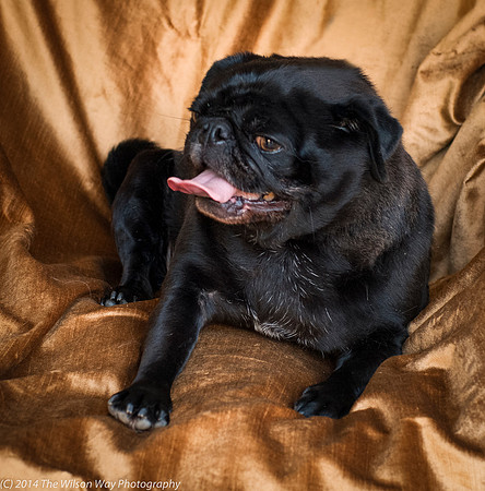 Foster Hotdog-8908