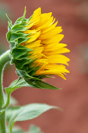 sunflowers-8720