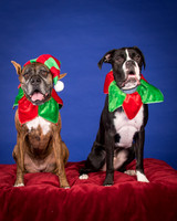 Brown-Jade and Louie-7350