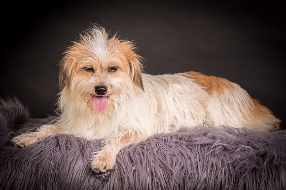 Foster Tiny-1286