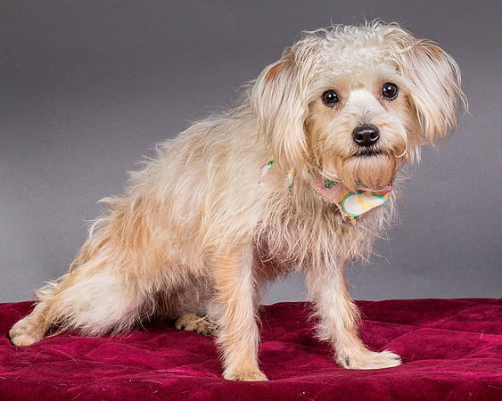 Foster Henrietta-8408